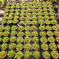Nepenthes Regal Tower - 3.5