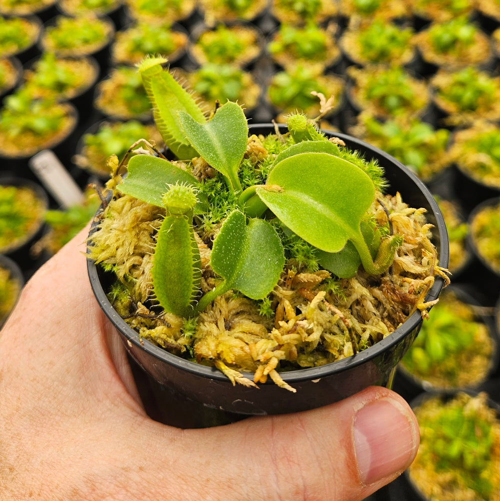 Nepenthes Regal Tower - 3.5