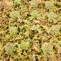 Pinguicula ehlersiae