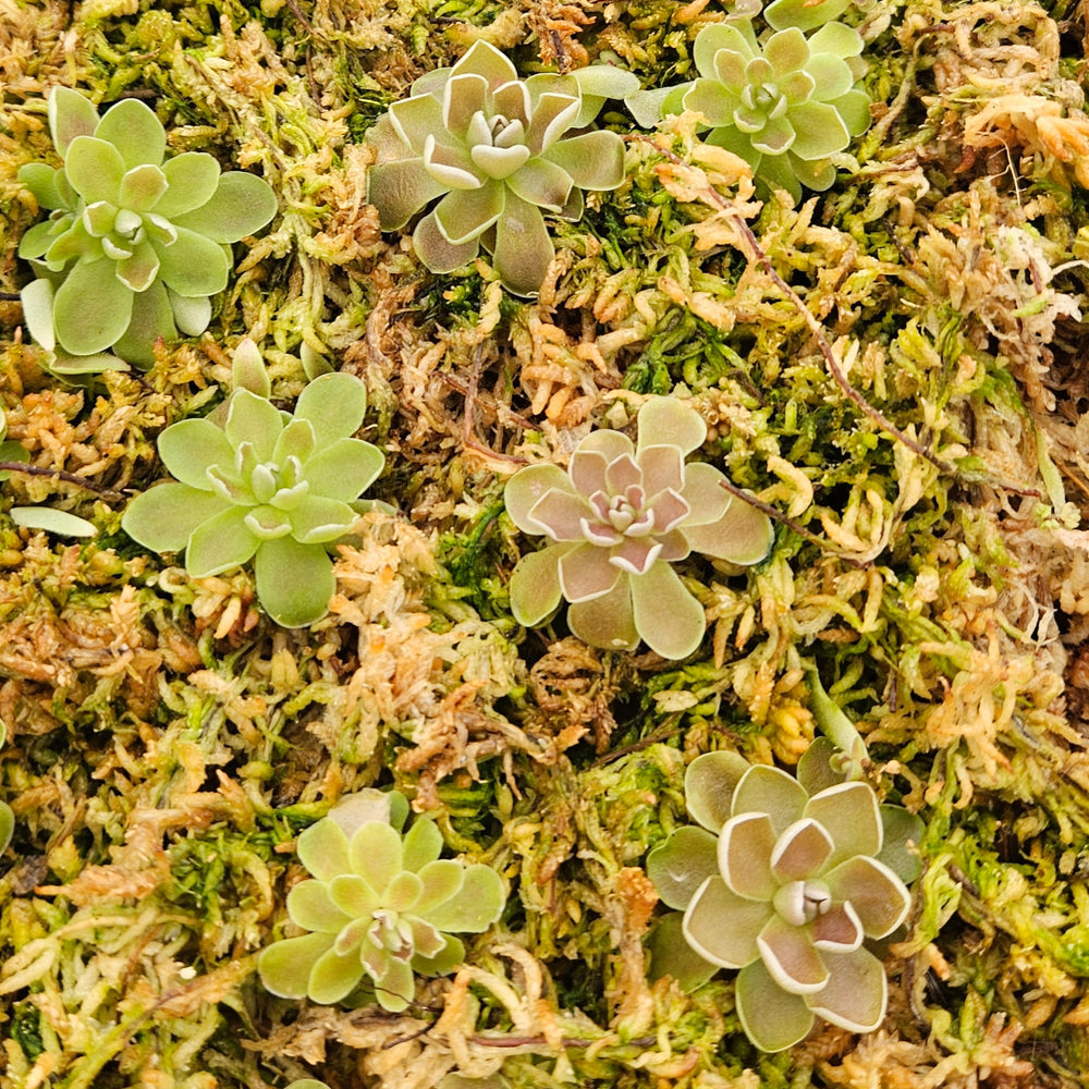 Pinguicula ehlersiae