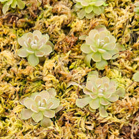 Pinguicula ehlersiae