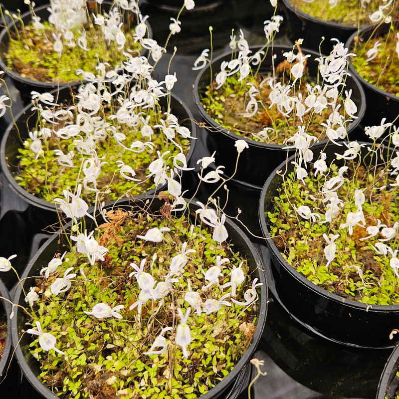 Utricularia sandersonii