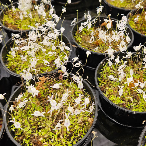 Utricularia sandersonii