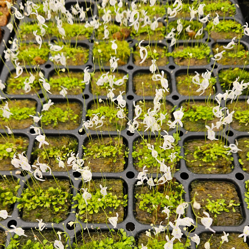 Utricularia sandersonii