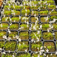 Utricularia sandersonii