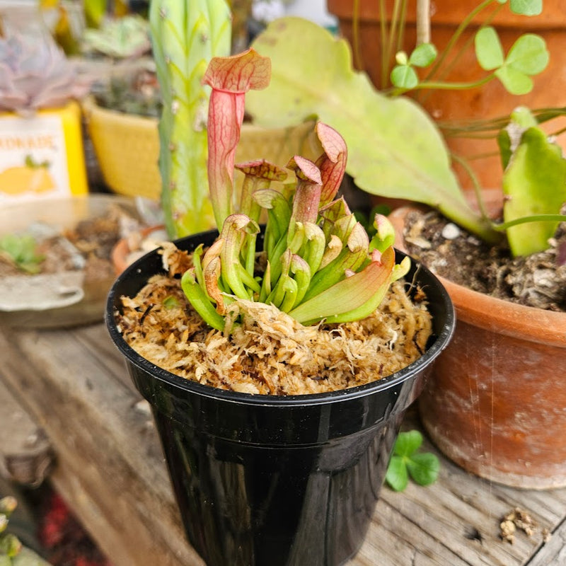 Sarracenia 