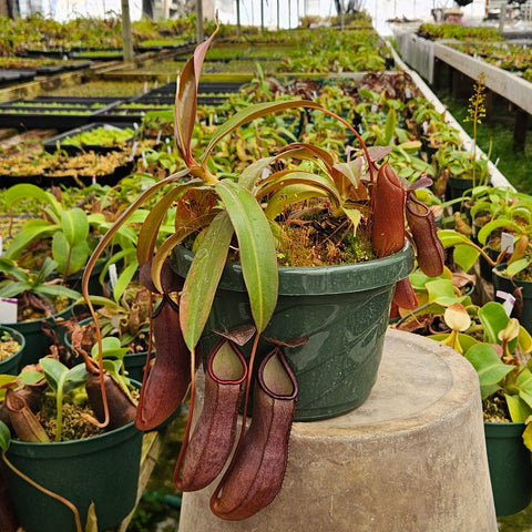 Nepenthes "Rebecca Soper"