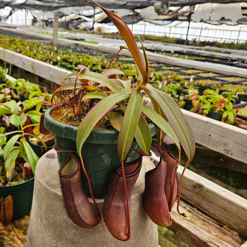 Nepenthes 