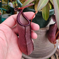 Nepenthes 