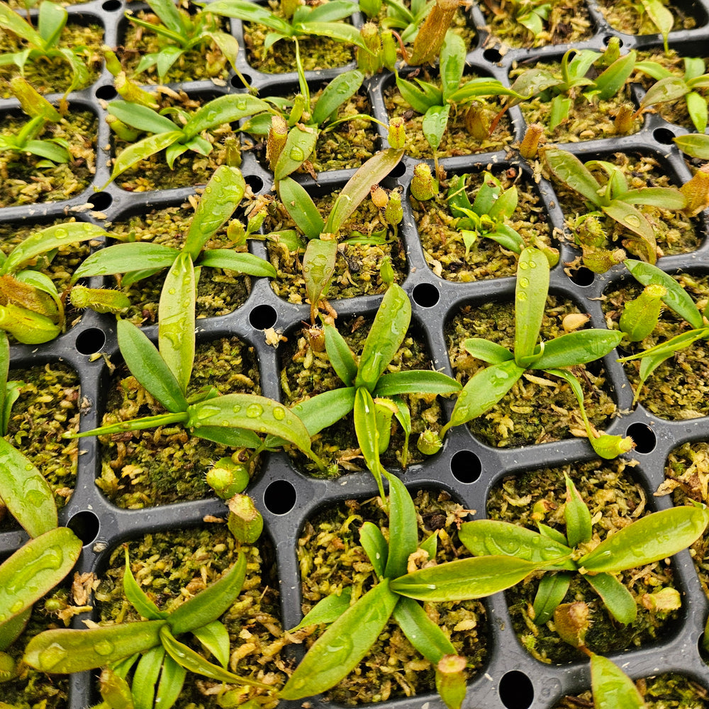 Nepenthes 
