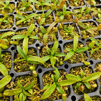 Nepenthes 