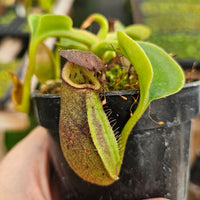 Nepenthes robcantleyi - Seed-grown - N. Regal Rampage