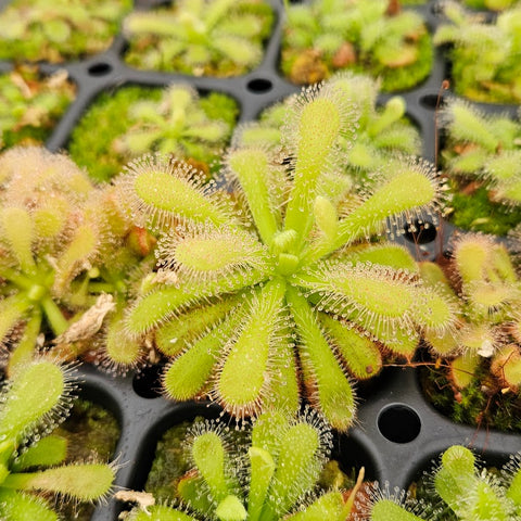 Drosera coccicaulis "Alba"
