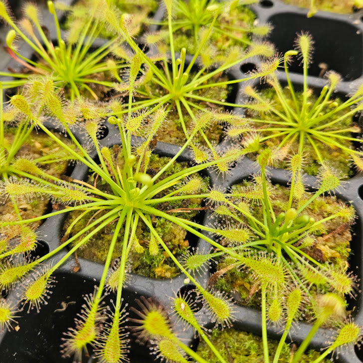 Drosera intermedia 