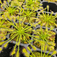 Drosera intermedia 