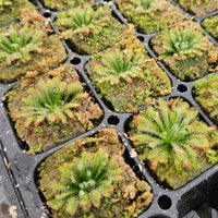Drosera neocaledonica
