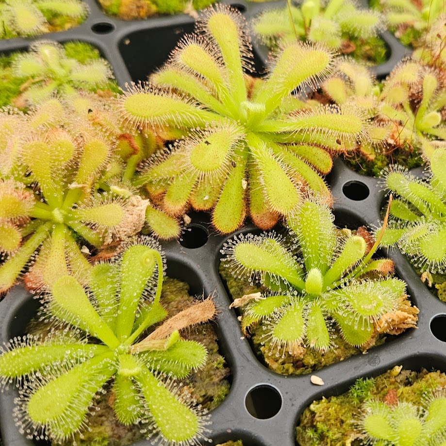 Drosera coccicaulis 