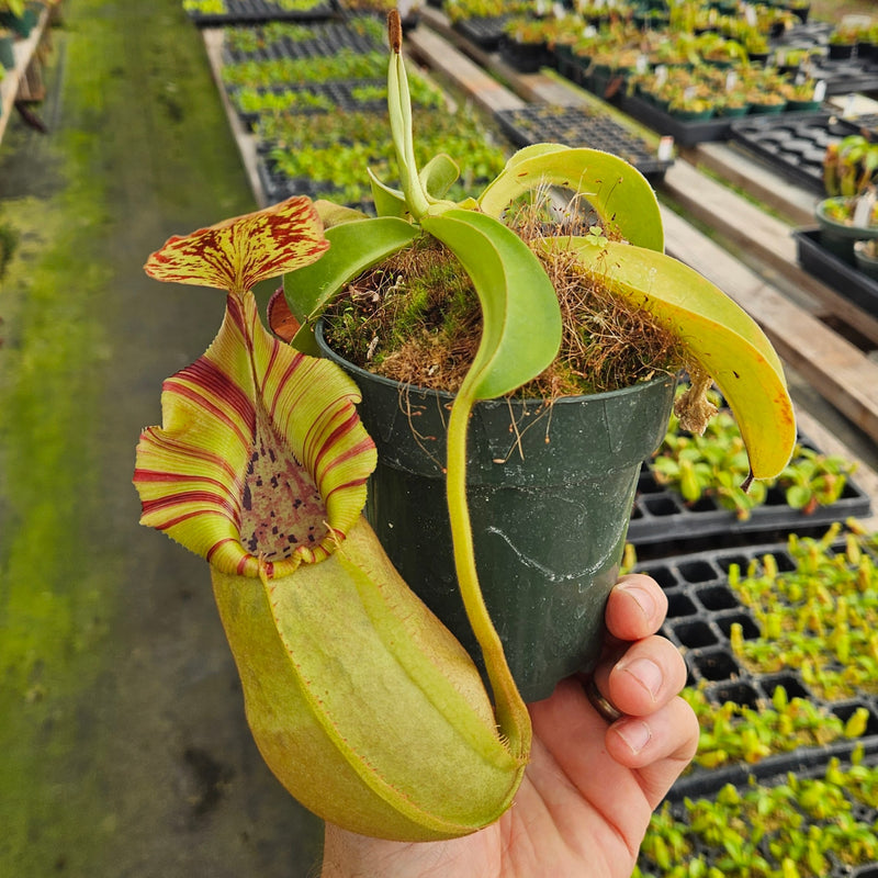 Nepenthes Stoic Vortex