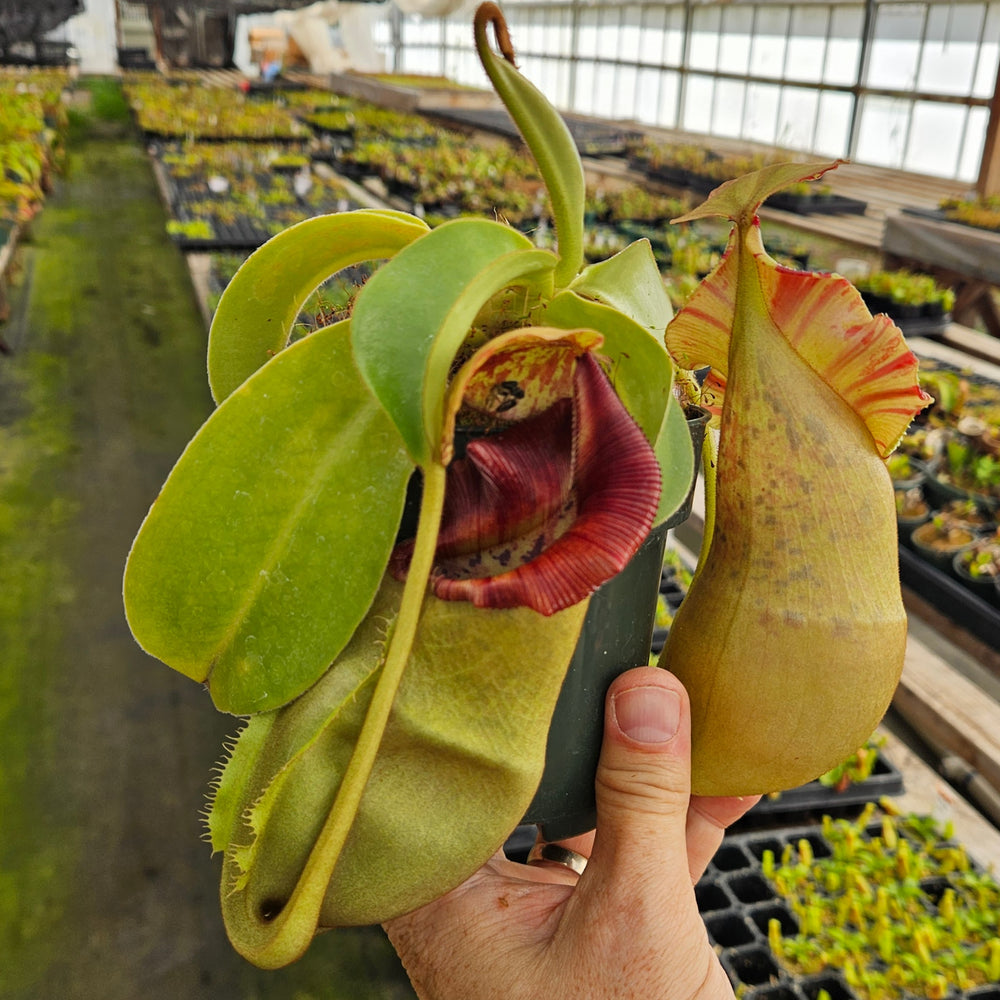 Nepenthes Stoic Vortex