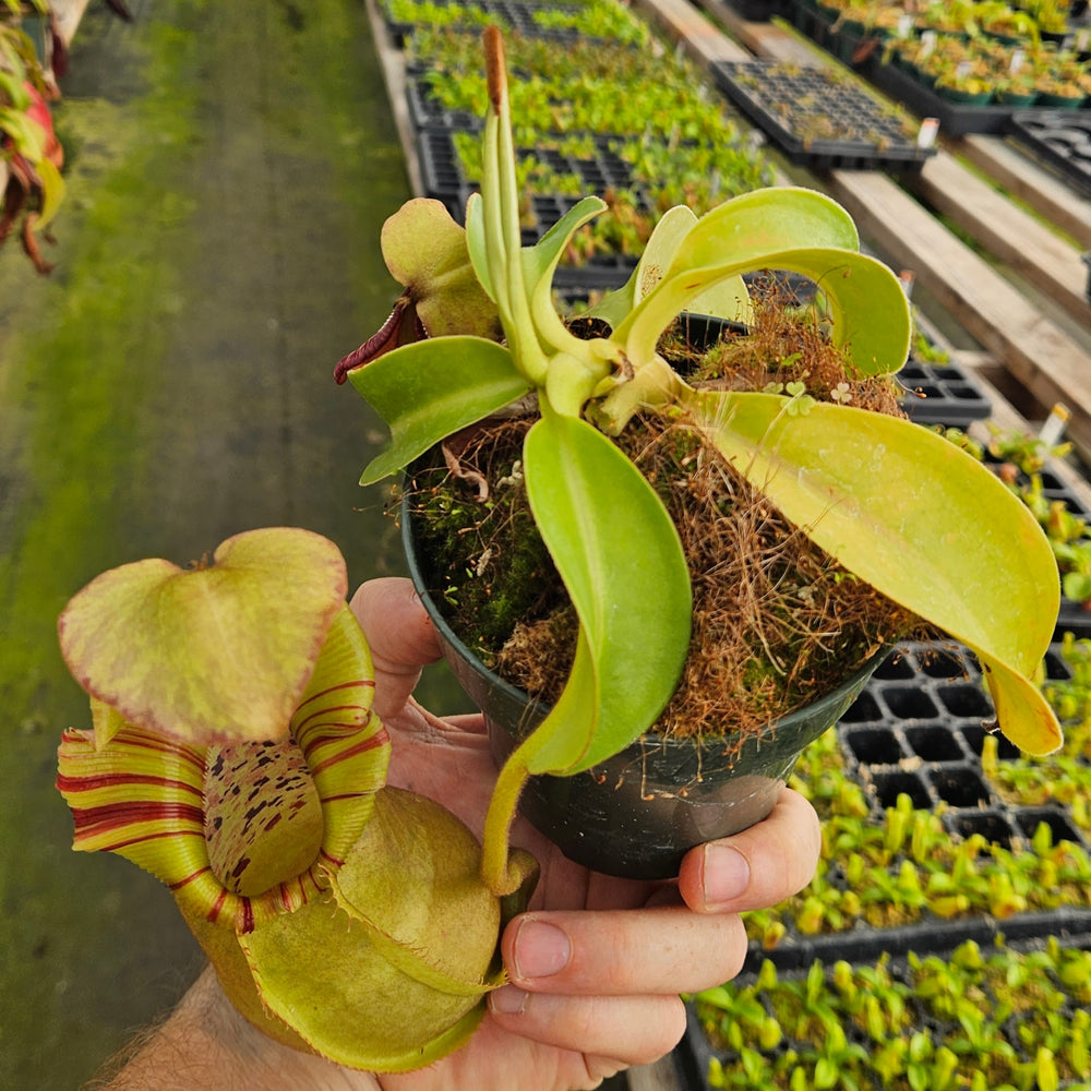 Nepenthes Stoic Vortex