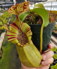 Nepenthes Stoic Vortex