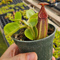 Nepenthes Regal Tower - 3.5