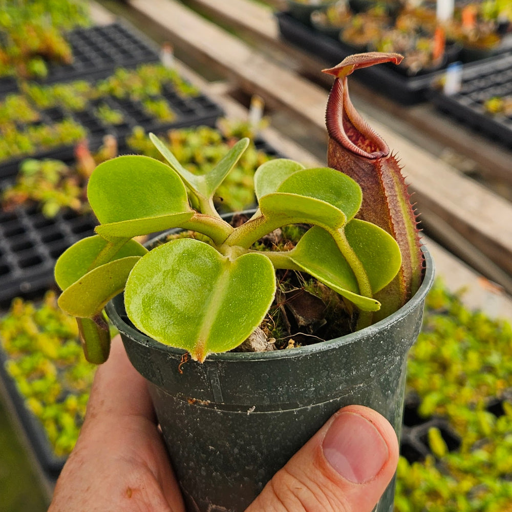 Nepenthes Regal Tower - 3.5