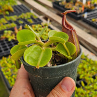 Nepenthes Regal Tower - 3.5