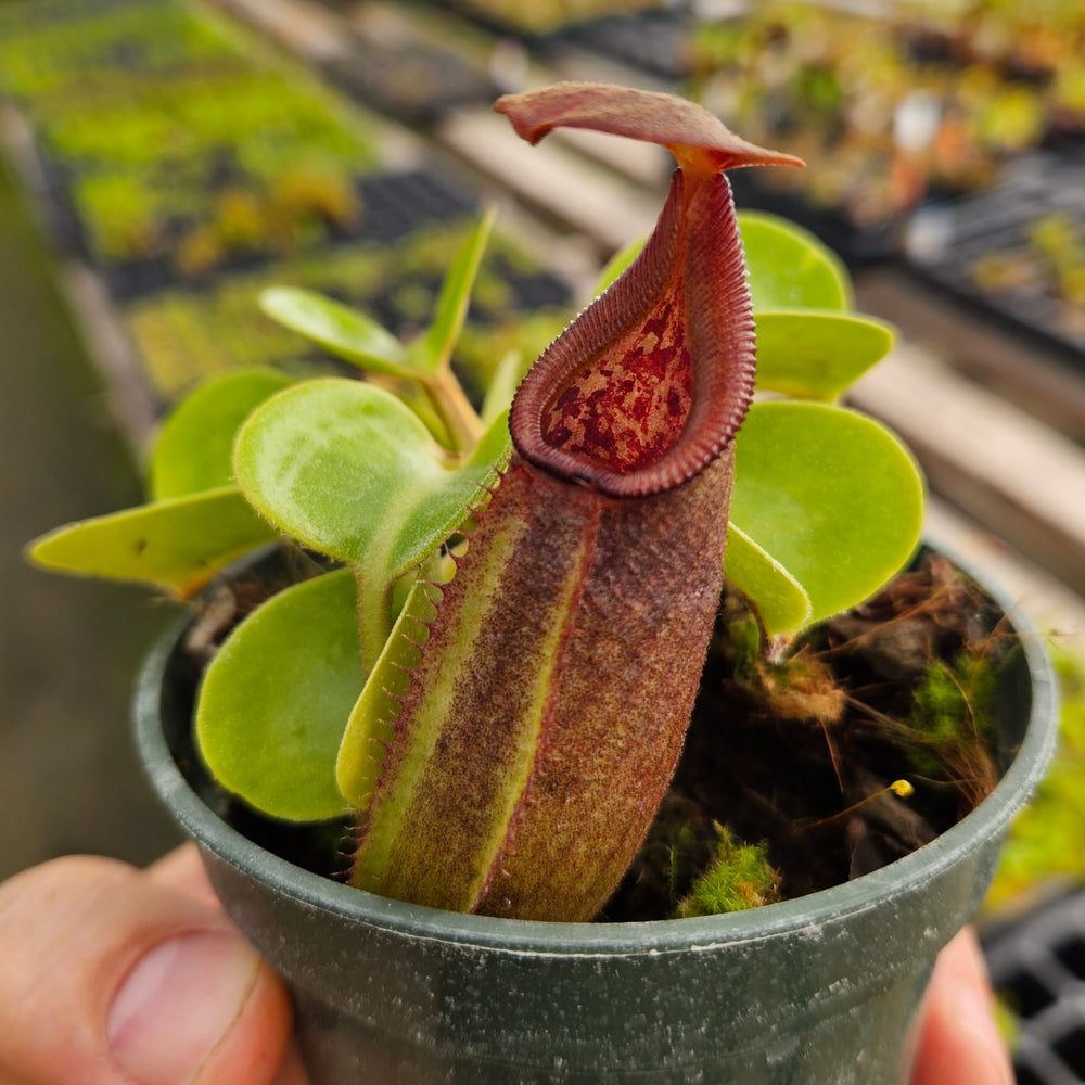 Nepenthes Regal Tower - 3.5