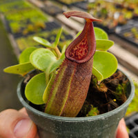 Nepenthes Regal Tower - 3.5
