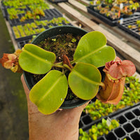 Nepenthes Regal Vortex