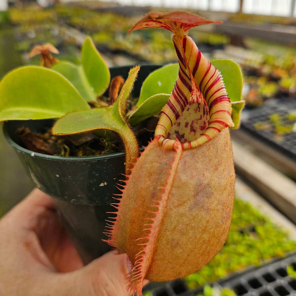Nepenthes Regal Vortex