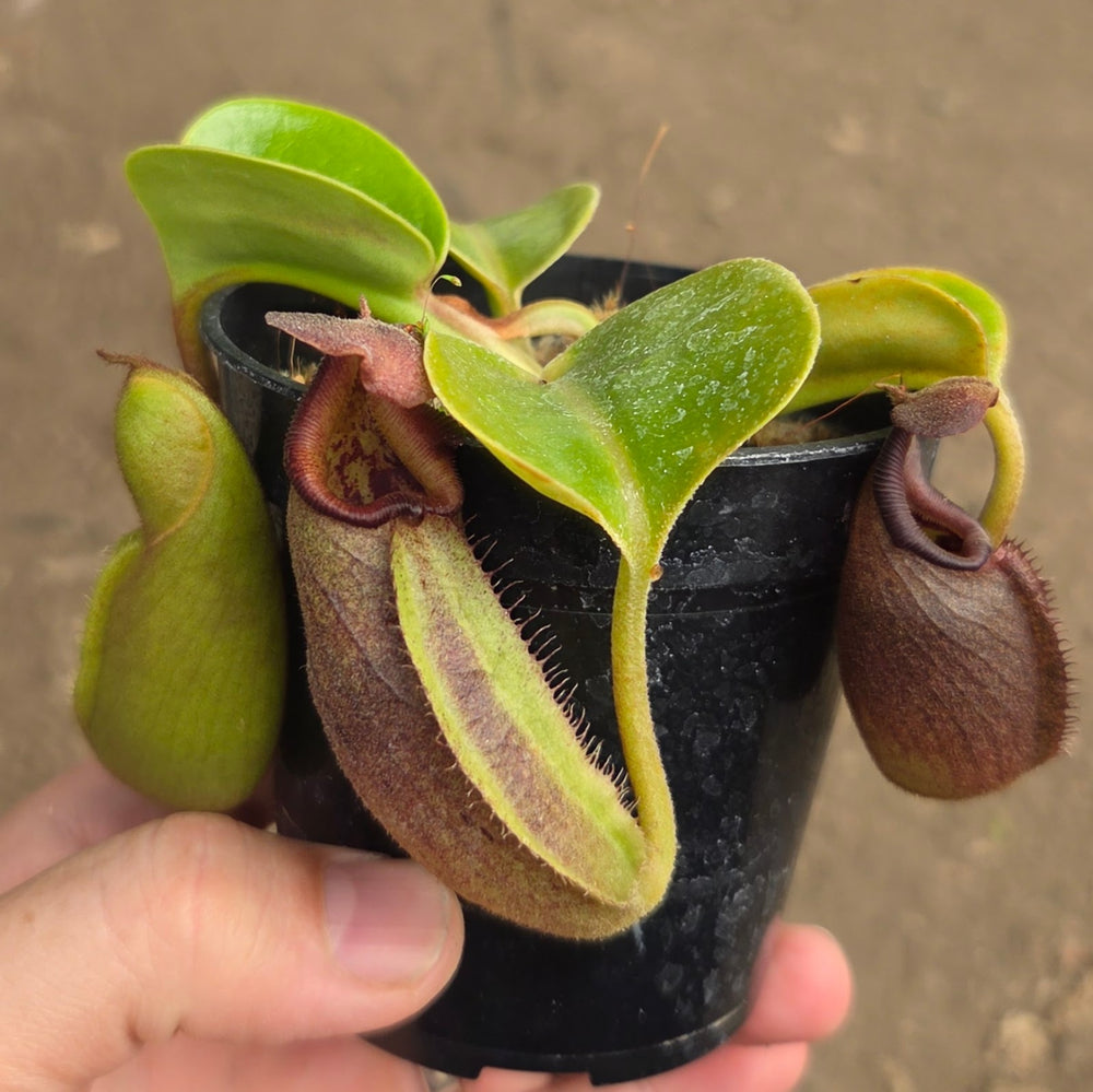 Nepenthes robcantleyi - Seed-grown - N. Regal Rampage