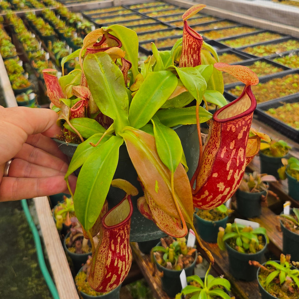 Nepenthes 