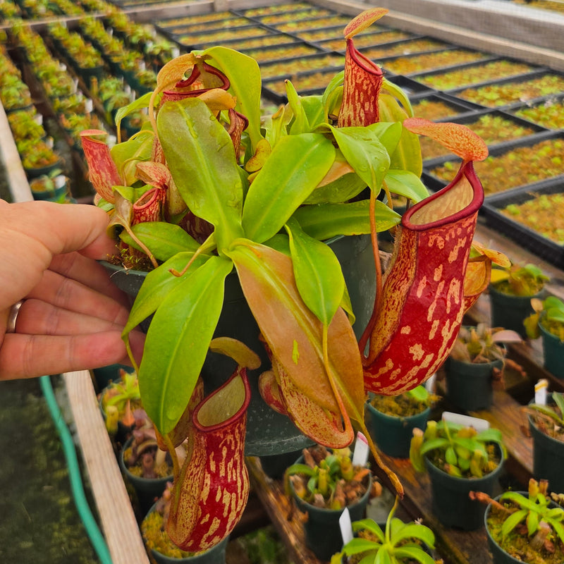 Nepenthes 