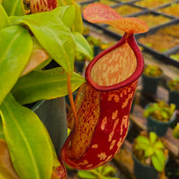 Nepenthes 