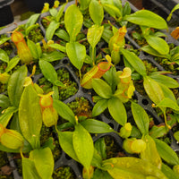 Nepenthes 