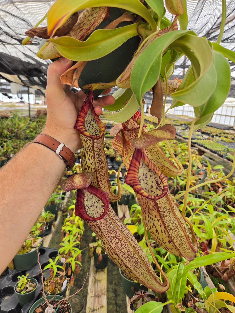 Nepenthes Stoic Savior