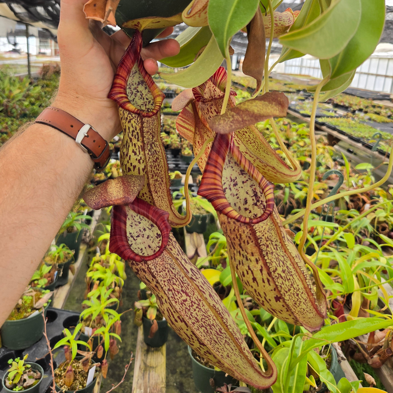 Nepenthes Stoic Savior
