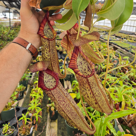 Nepenthes Stoic Savior