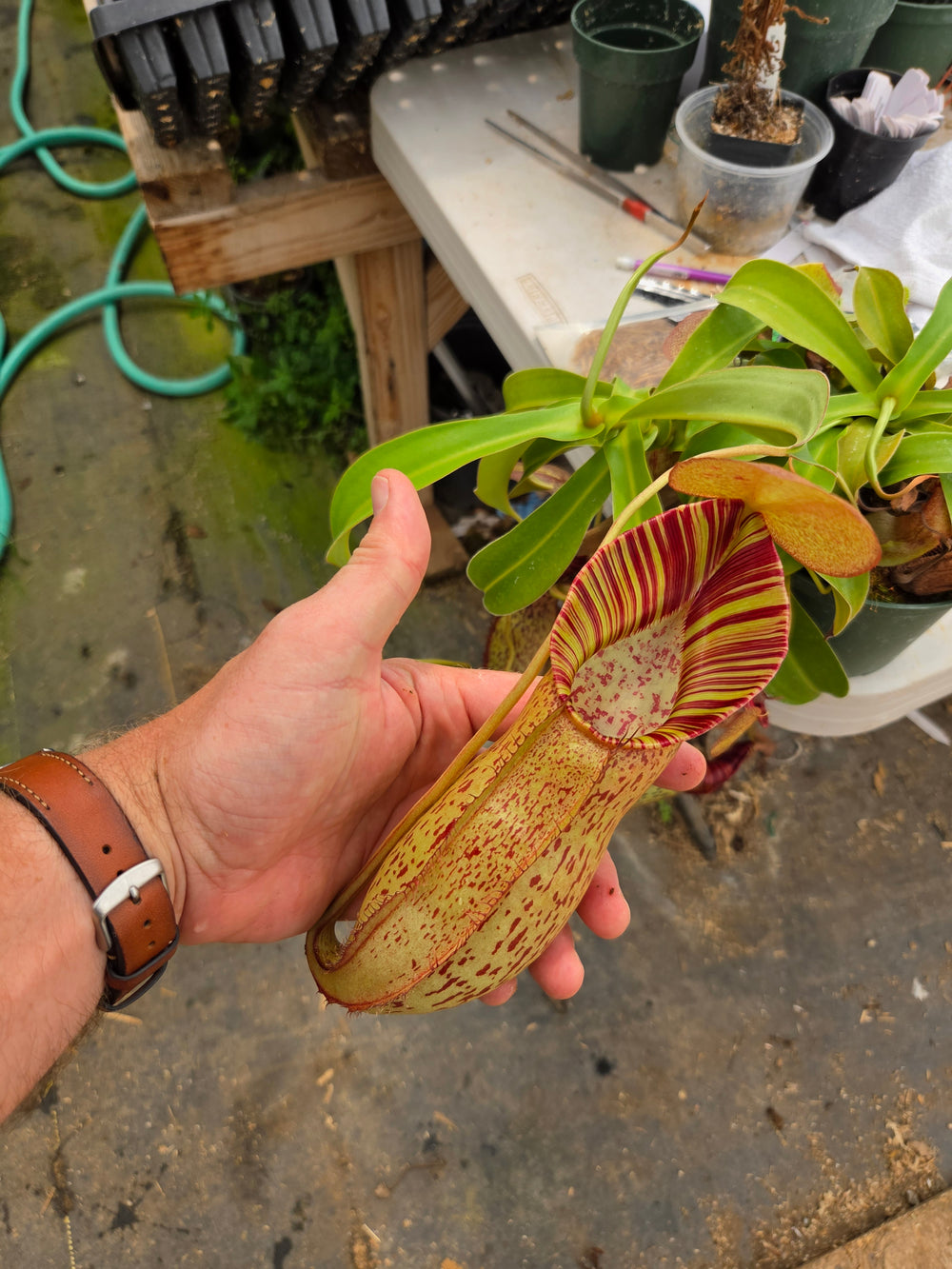 Nepenthes Stoic Savior
