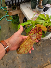 Nepenthes Stoic Savior