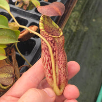 Nepenthes Wandering Savior