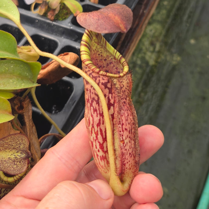 Nepenthes Wandering Savior
