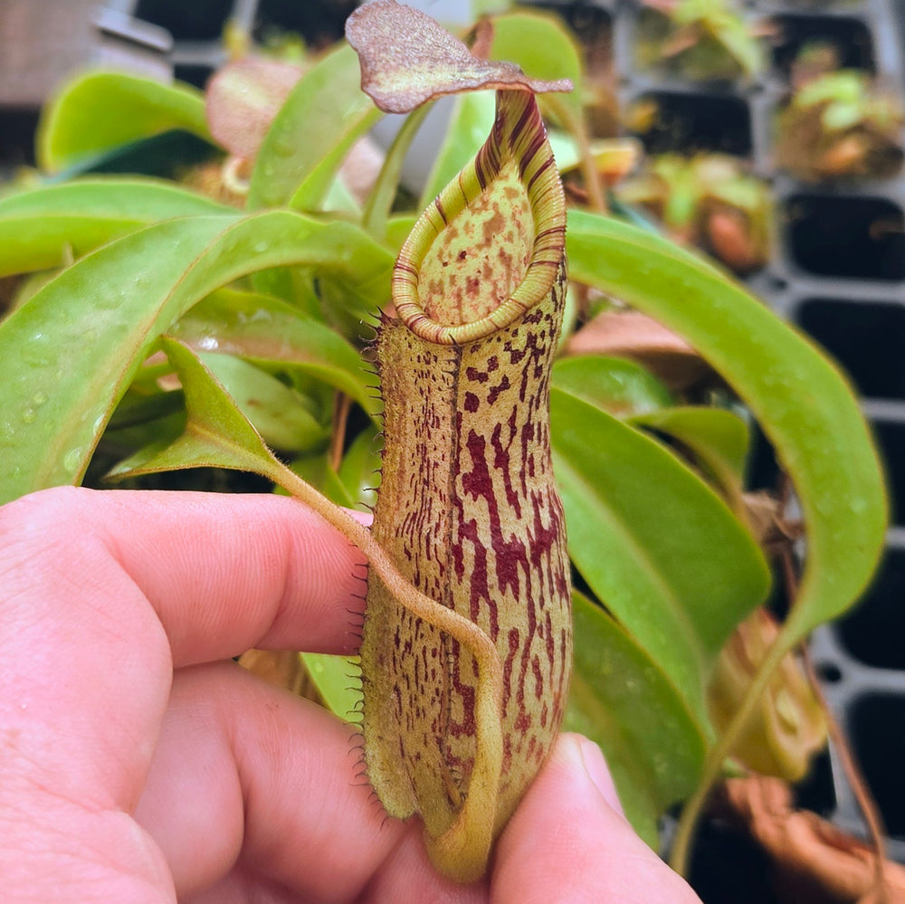 Nepenthes Wandering Savior