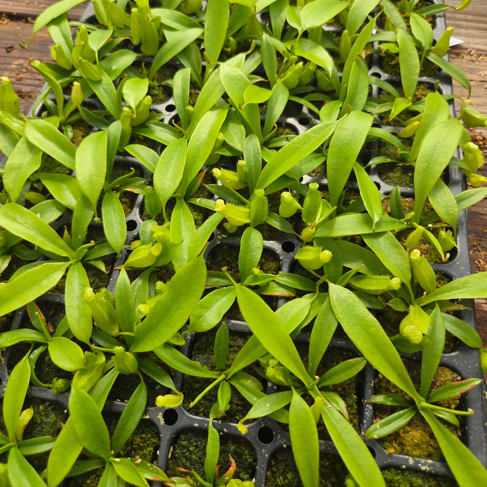 Nepenthes Wandering Savior