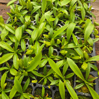 Nepenthes Wandering Savior