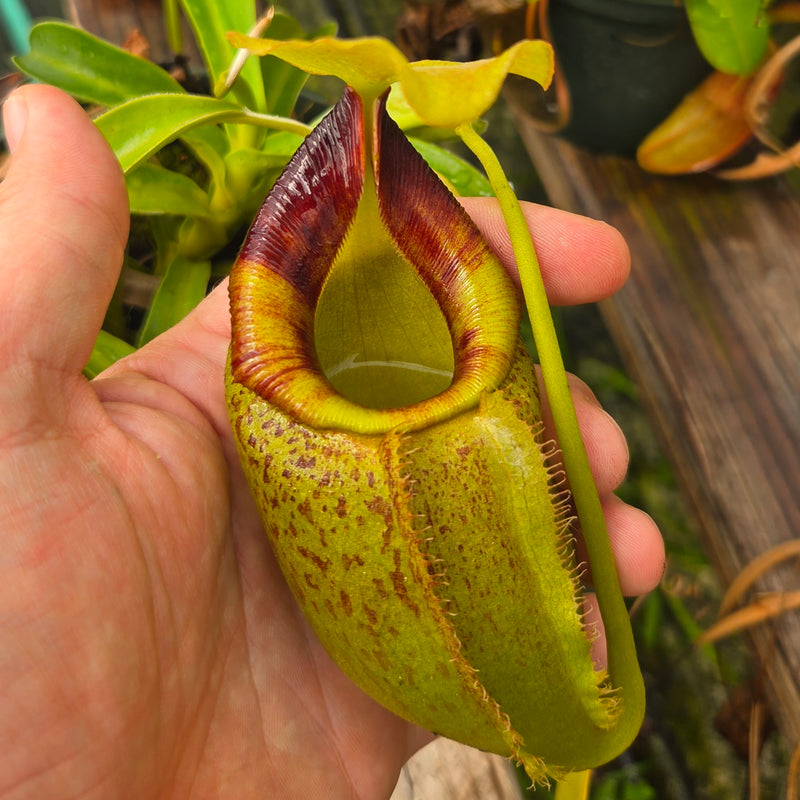 Nepenthes Stoic Triumph
