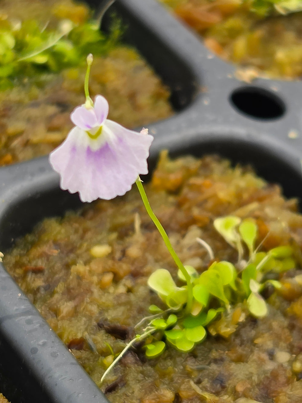 Utricularia sandersonii 