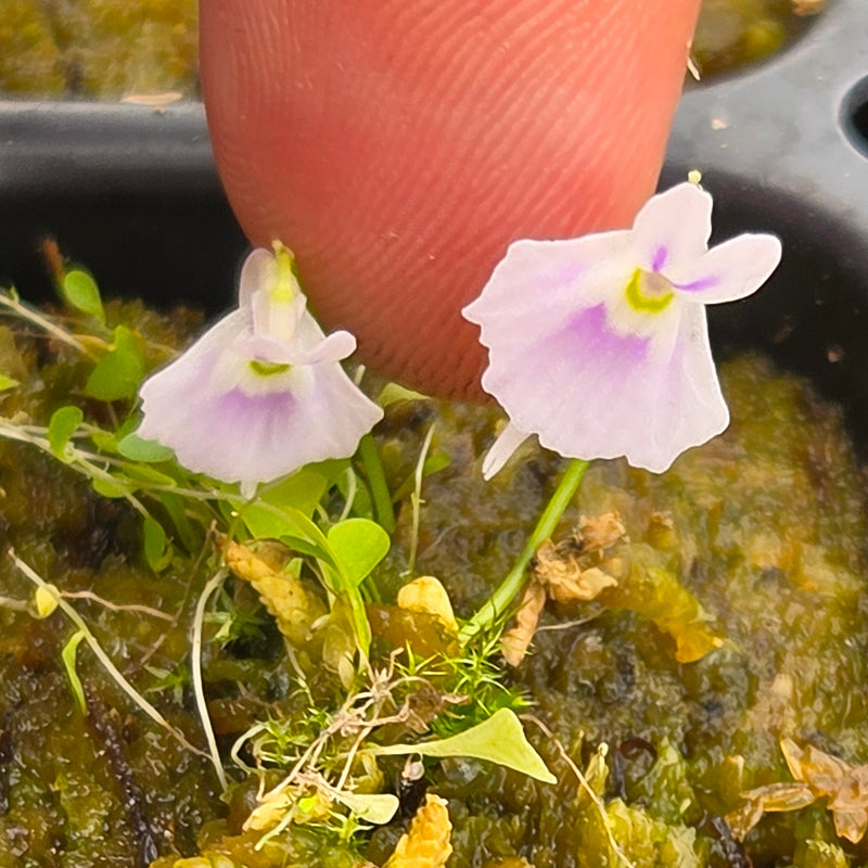 Utricularia sandersonii 